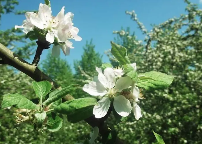 Panzió Ferme Cidricole Hugues Desfrieches 3*